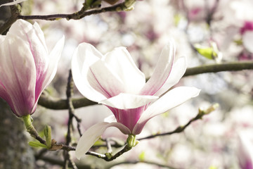 Fototapeta premium Magnolienblüte