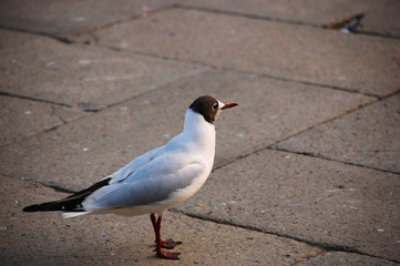 Seagull on the ground