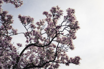 blühender Magnolienbaum im Frühling