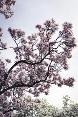 blühender Magnolienbaum im Frühling