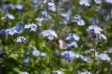 Vergissmeinnicht - Forget-me-not - Myosotis