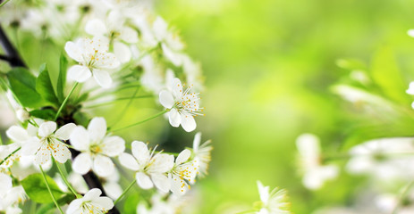 Spring cherry blossoms closeup, white flower on blurred green background grass, banner for website. Panorama. Blurred space for your text.