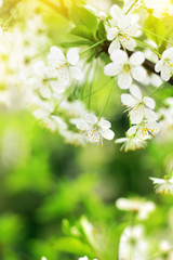 Fototapeta premium Spring cherry blossoms closeup, white flower on blurred green background grass, banner for website. Blurred space for your text