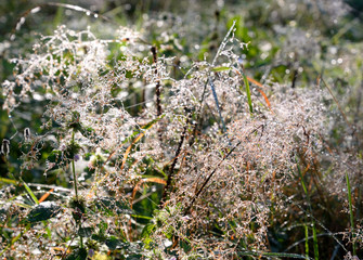 Grass with dew drops.