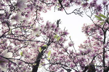 blühender Magnolienbaum im Frühling