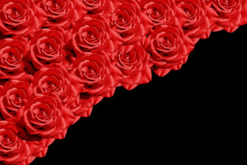 Rosas rojas con fondo negro


