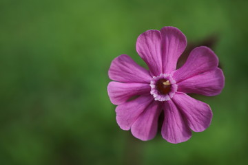 Fototapeta premium Rote Lichtnelke - Silene dioica