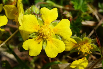 Obraz premium gelbes Sonnenröschen - Helianthemum nummularium