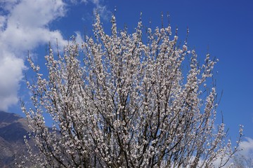 Rosa Kirschblüte vor blauem Himmel 
