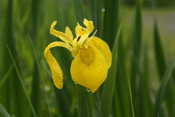 Sumpf-Schwertlilie, gelbe Iris - Iris pseudacorus