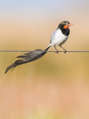 Strange tailed Tyrant ,Alectrurus risora, .Iberà Marshes, Corrientes Province, Argentina