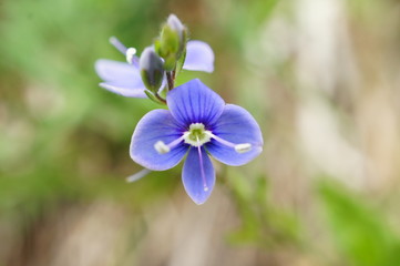 Ehrenpreis - Veronica