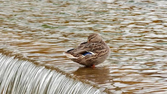 Duck sitting hiding its beak in feathers on the edge of artificial water threshold.