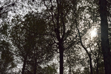 Pine woods at sunset