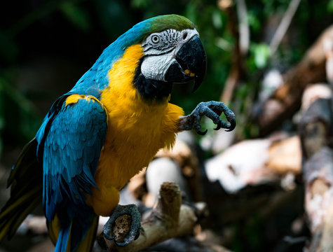Macaw Blue and Gold Enjoying a Macadamia Nut