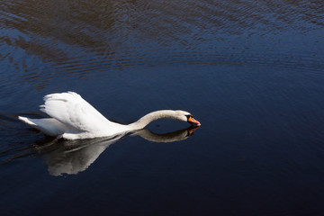 Łabędź niemy dokarmiany bułką © winiar
