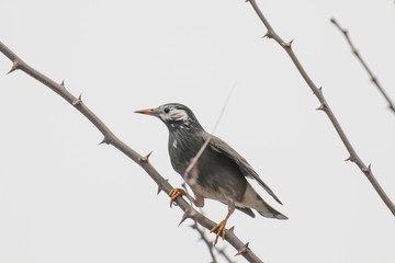 Bird Animal nature wildlife Tree close-up Japan Landscape Flying Spread wings