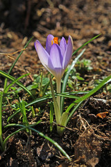 Crocus purple mini flower