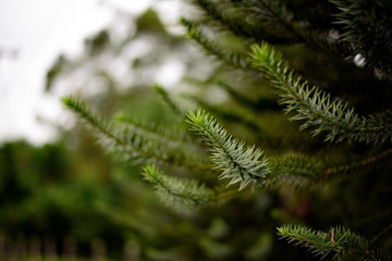 Pine leafs, greenery color
