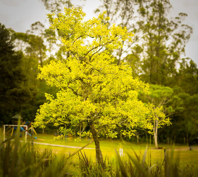 A single tree with a stuning yellow color