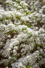 Spring bush. Beautiful little white flowers