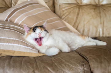 A red white cat lying on the soft sofa near a pillows