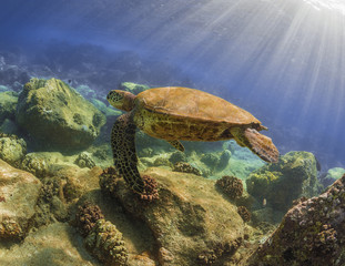 Turtle Swimming over Reef