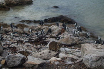 Rock Hyrax and Penguin Colony in Hermanus, Garden Route, Western Cape, South Africa