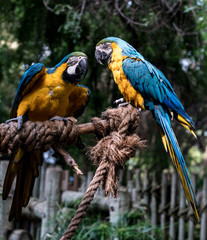 Blue Gold Macaw Pair Play on Perch