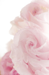 floral background of eustomas