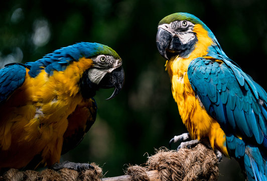 Blue and Gold Macaw Pair Socializing