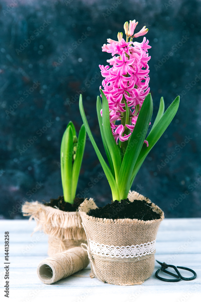 Canvas Prints Pink hyacinth 