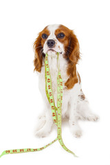 Dog with tape measure to illustrate walking fat weight loss or sport concepts.