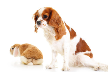 Fototapeta premium Dog with bunny rabbit on isolated whute studio background. Cavalier king charles spaniel with with Wo eared lop bunny rabbit.