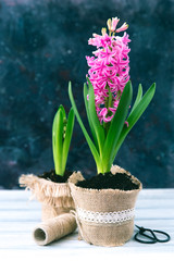 Pink hyacinth 