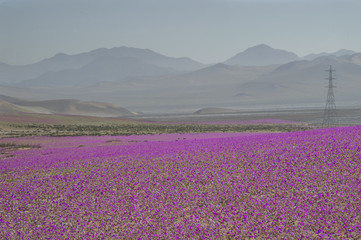 Flores fucsia en el desierto de Atacama, chile