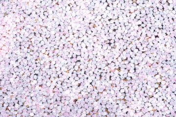 桜の花筏