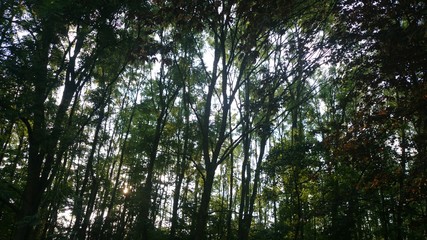 Obraz premium Sky trees