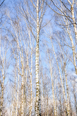 Birch trees in spring on blue sky background