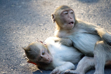可愛いサル