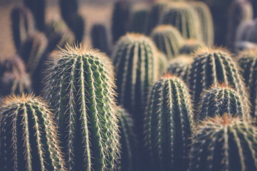 green sharp cactus background © aaelrahman89
