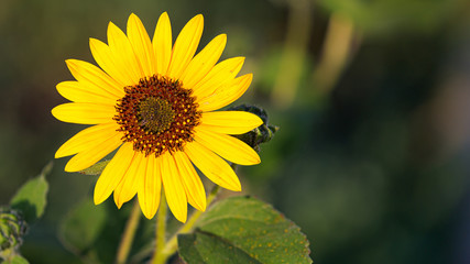 Sunflower in sunlight