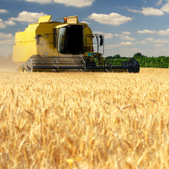 Fototapeta na wymiar Harvester combine harvesting wheat on sunny summer day