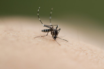 Mosquito on human skin
