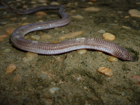 Cobra-cega, anf&iacute;bios, &aacute;podes da ordem dos gimnofionos