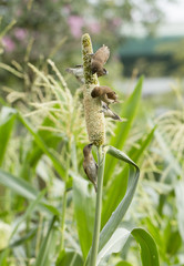 Fototapeta na wymiar Ricebird hold on sorghum plant