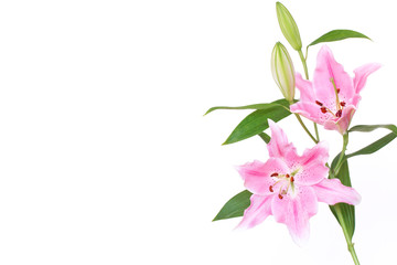 Pink lilies bunch isolated on white background.