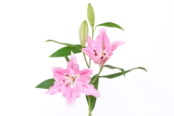Pink lilies bunch isolated on white background.