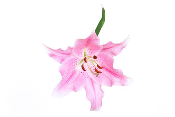 Pink lily  isolated on white background.