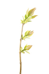 Spring branch of lilac with young leaves isolated on white background